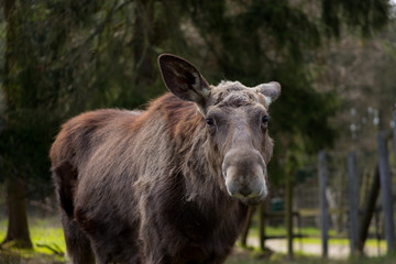Elch im Wildpark in der Lüneburger Heid