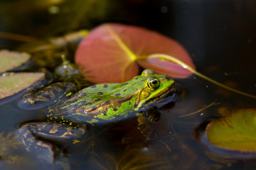 Teichfrosch (Rana esculenta)