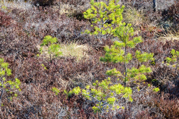 Luminous green dwarf pine in the marshland. Spring. Sunny day.