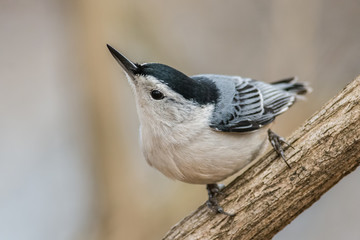 Nuthatch perched on a branch