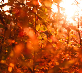 Red leaves in sun rays, autumn vibrant background.