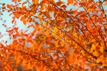 Red leaves in sun rays, autumn vibrant background.