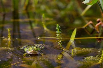 Teichfrosch (Rana esculenta)
