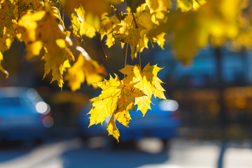 Vibrant yellow autumn leaves, natural background.