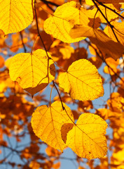 Naklejka na ściany i meble Vibrant yellow autumn leaves, natural background.