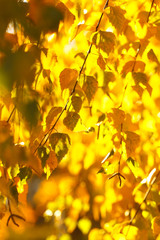 Vibrant yellow autumn leaves, natural background.