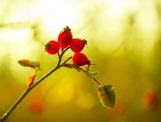 Obraz na płótnie Canvas Vibrant garden, warm sunlight covers rosehip berries.