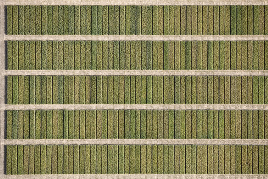 Full frame shot of agricultural field, Hohenheim, Stuttgart, Baden-Wuerttemberg, Germany