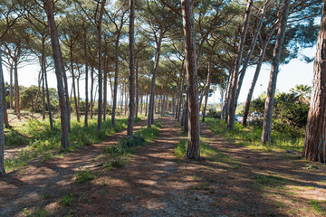 pinewood in Alghero