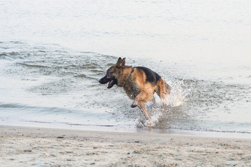 pastor alem&atilde;o brincando com amigo na agua