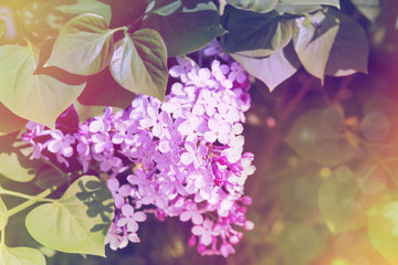 Blooming branch of Lilac, vintage colors