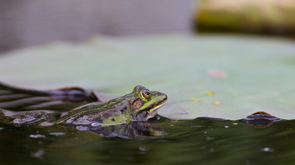 Teichfrosch (Rana esculenta)