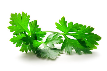 Fresh green parsley