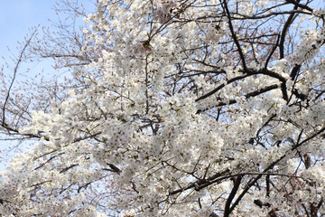 Japanese cherry blossom
