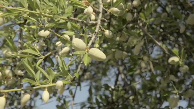 Almond tree branches full of fruits