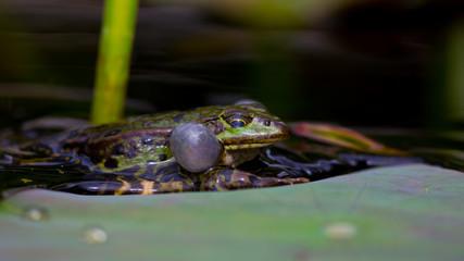 Teichfrosch (Rana esculenta)