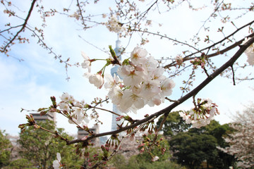 Japanese cherry blossom