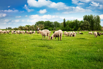 Fototapeta na wymiar Sheep and Lambs