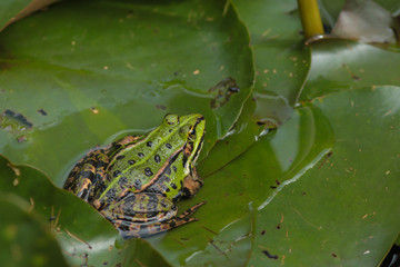 Naklejka premium Teichfrosch (Rana esculenta)