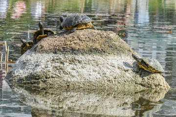 Mehrere Wasserschildkröten beim Sonnen auf einem Stein im Wasser
