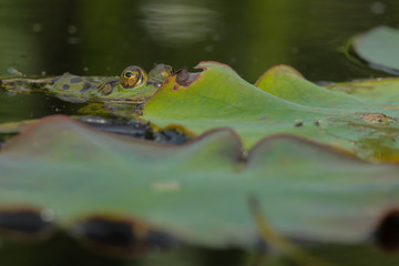 Teichfrosch (Rana esculenta)