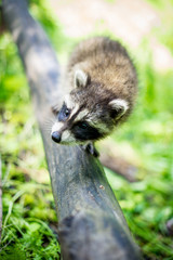 Raccoon Baby 3