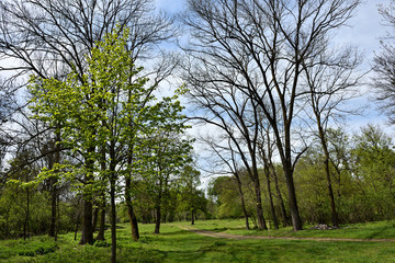 Green vibrant park