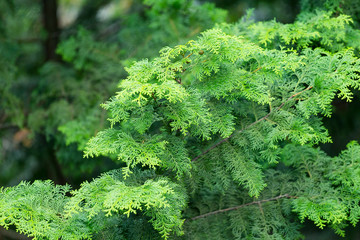 Green plant tree forest