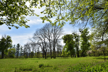 Green vibrant park