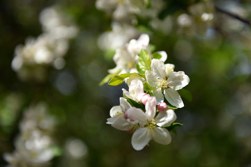 Obraz na płótnie Canvas Apple tree blossom at springtime