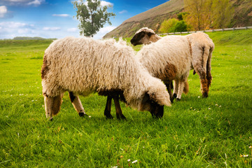 Obraz premium Sheeps grazing grass on meadow