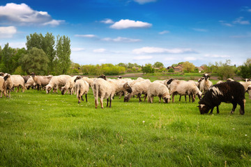 Naklejka na ściany i meble herd of sheeps in the meadow