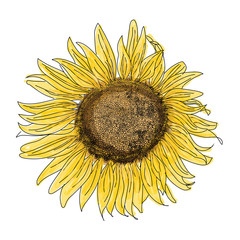 sunflower sketch vector illustration