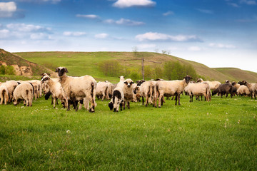 Naklejka na ściany i meble Group of sheep in the nature