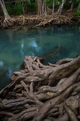 Mangrove forests with turquoise green water in pond, tree roots