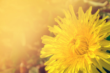 Beautiful yellow dandelions flowers close up. Dandelions background. Spring.