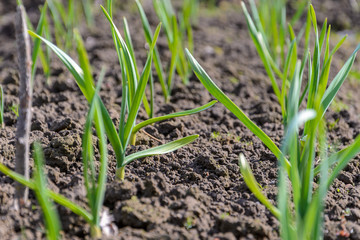 Spring garden plants - garlic, onion. bow grows on beds