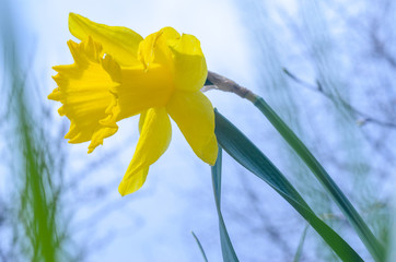 Yellow Narcissus Flower