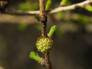 Siberian larch small pollen bud on branch in spring on bokeh background, selective focus, shallow DOF
