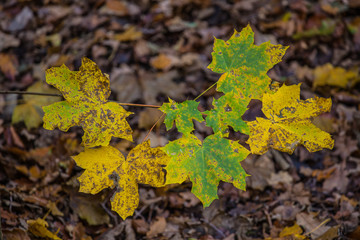 Herbstlich