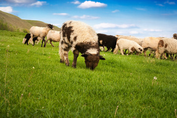little sheep graze the grass