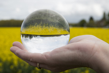 Round glass ball rapeseed field
