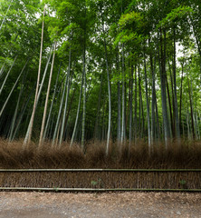 Fototapeta na wymiar Bamboo trees and walkway