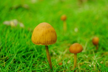 Small mushrooms on the lawn