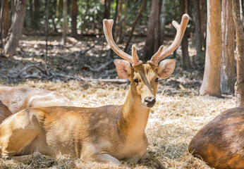 Naklejka na ściany i meble young sika deer or Spotted deer or Japanese deer (Cervus nippon) in natural 