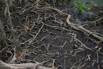 tree root