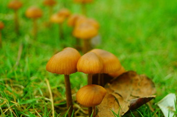 Small mushrooms on the lawn