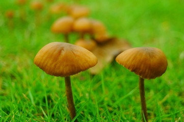 Small mushrooms on the lawn