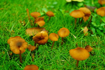 Small mushrooms on the lawn