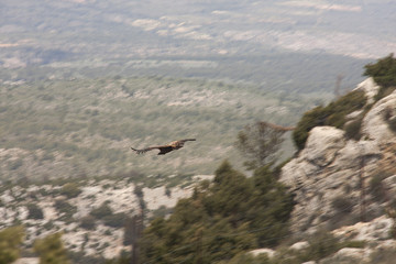 flying down